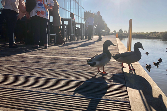 Les canards de l'Aire de la Baie de Somme