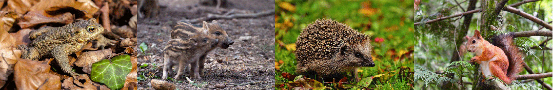 animaux passage faune