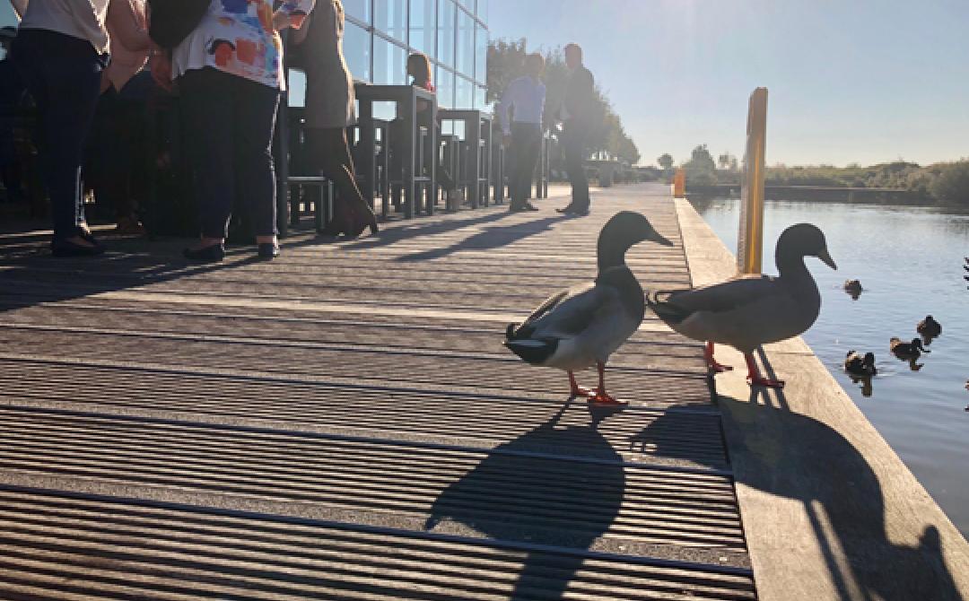 Les canards de l'Aire de la Baie de Somme